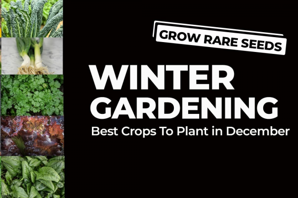 What To Sow And Grow In December